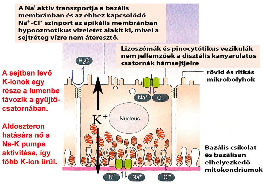 A K-ion szint szabályozási