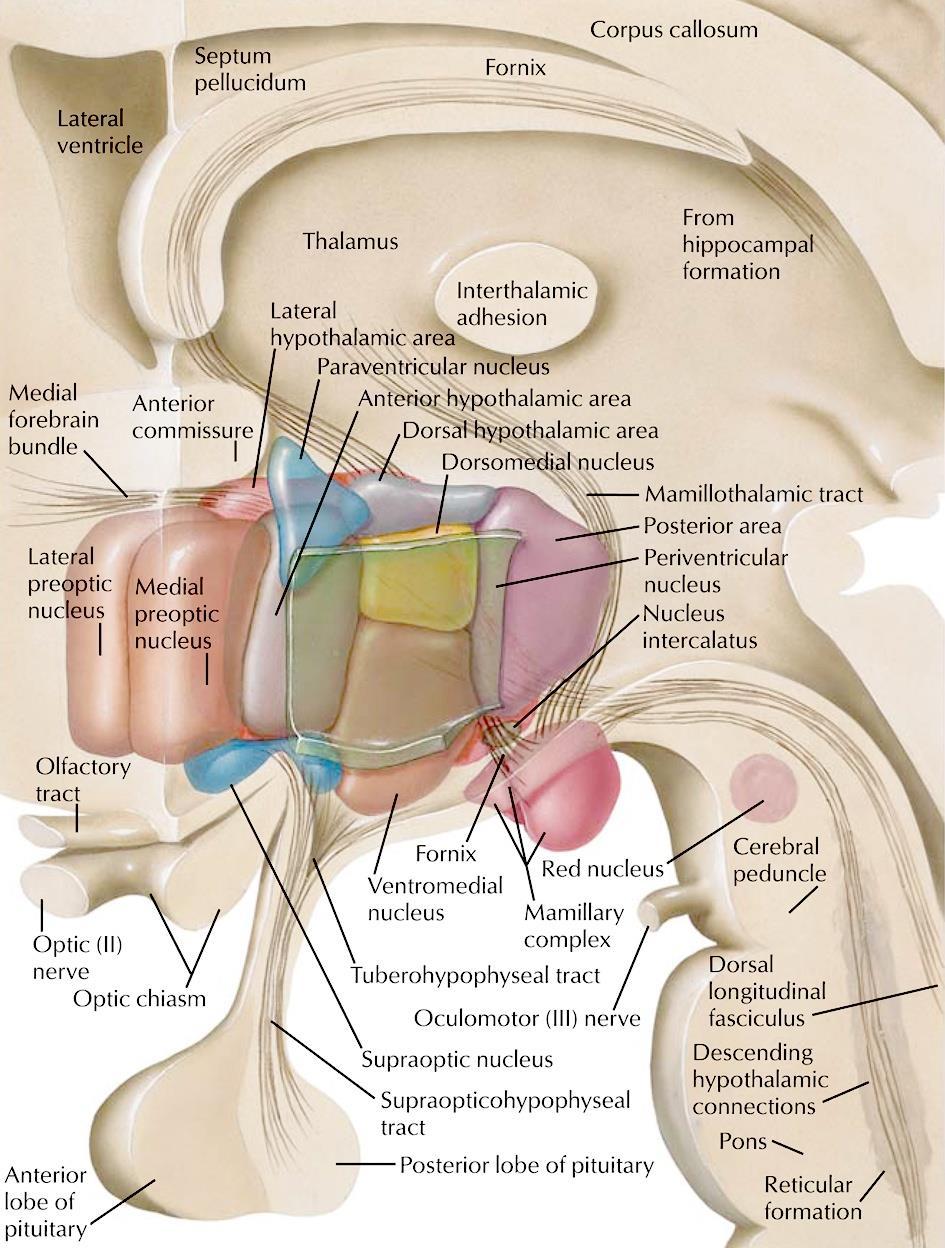 A hypothalamus felosztása mediolaterális