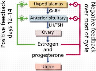 Példa a hypothalamus reproduktív funkciójára: A