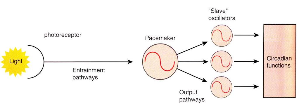 A napi (circadian)