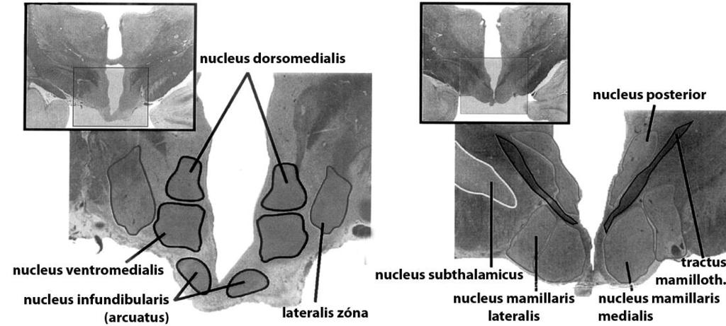 Tuberális és posterior hypothalamikus régiók Tuberális