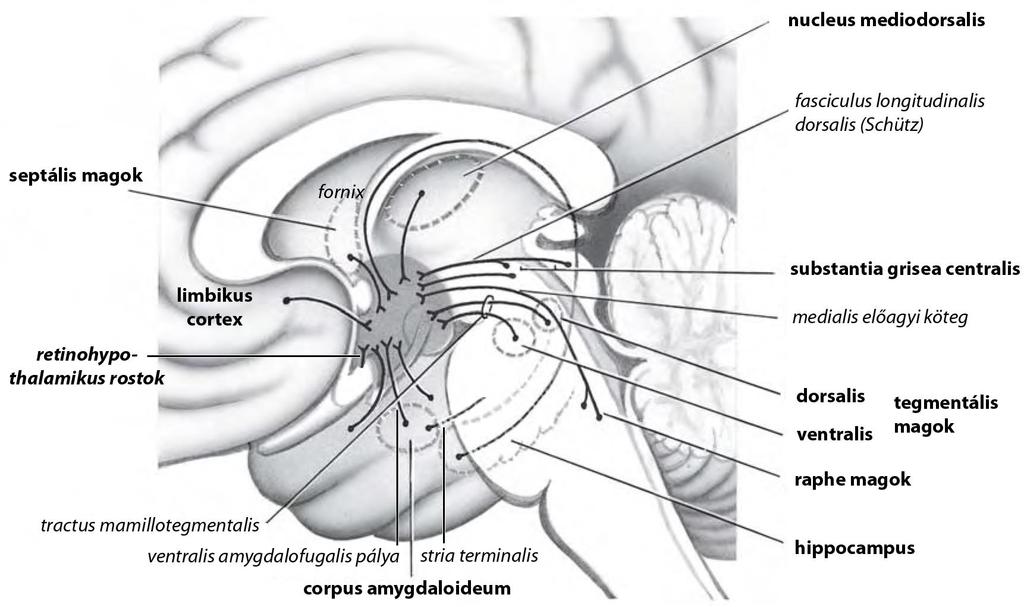 A hypothalamus
