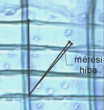 gödörkék a mikrofibrillák közé ékelődnek be, így elhelyezkedésük egyben megadja a mikrofibrillák orientációját is (PILLOW 1953, SHUMWAY 1971).