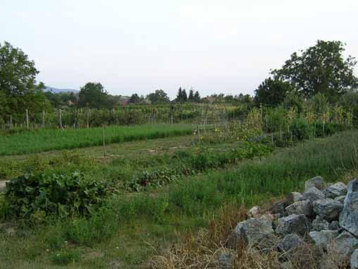 Vegetable and orchard garden in Bodrogkisfalud (N Hungary) 10. ábra.