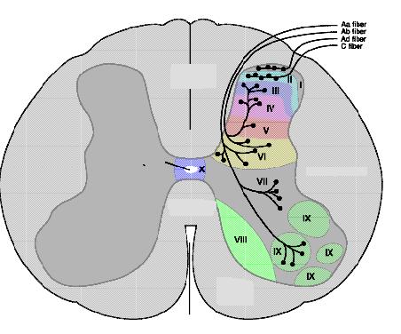 A gerincvelői idegek és