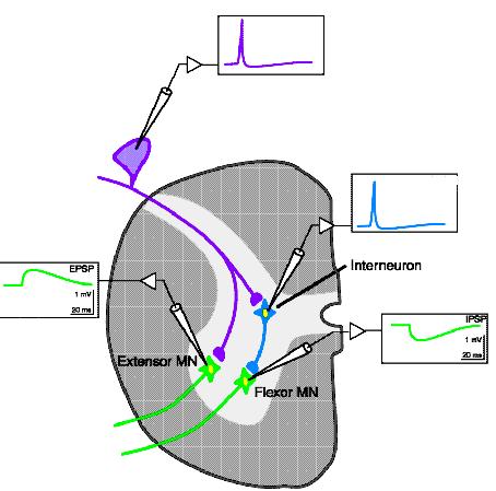 aktiváció interneuron