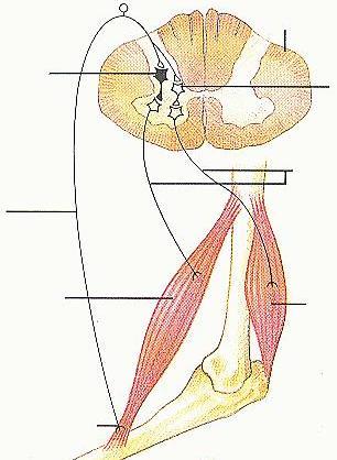 aktiváció serkentő interneuron mozgató neuron