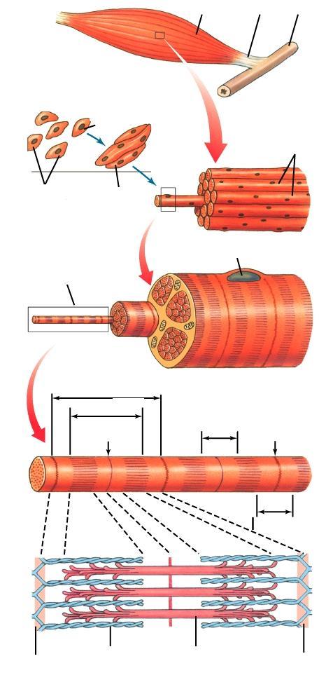 A vázizom szerkezete izom ín csont izom rost embrionáli sejtek, össszeolvadás miofibrillum mag