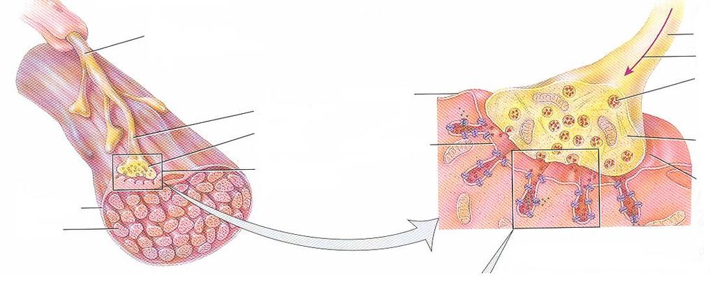 Az izom beidegzése, működése miofibrillum idegset nyúlványa nyúlványvégződés szinapszis ideg-izom áttevődés