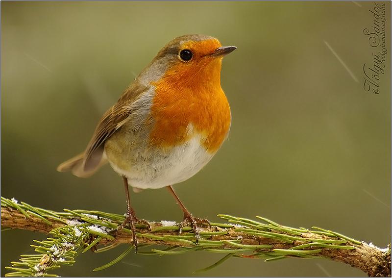 Erithacus rubecula azaz vörösbegy
