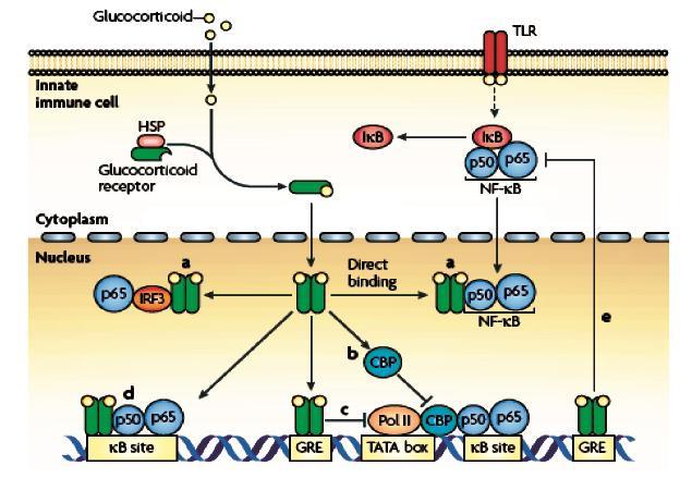 A glukokortikoidok antiinflammációs