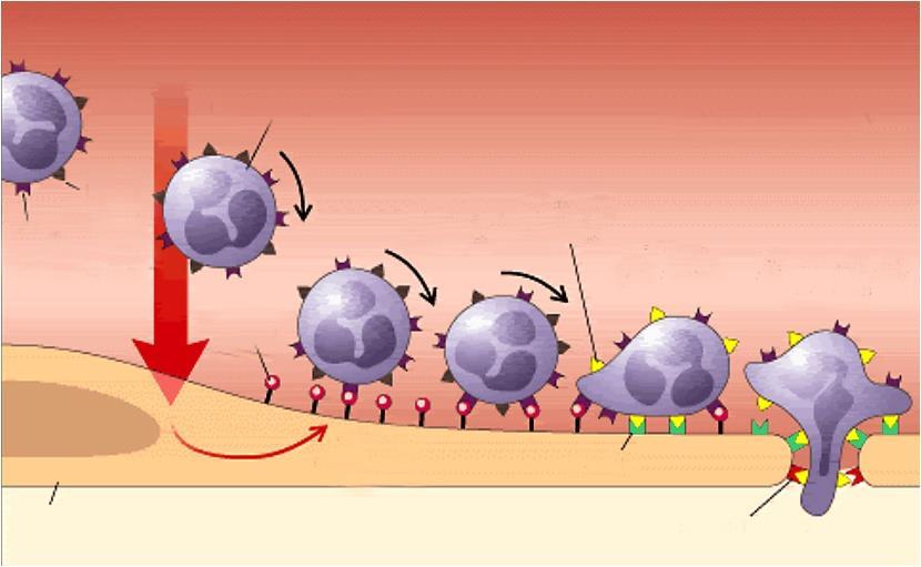 Leukocita infiltráció a BBB károsodása miatt alakulhat ki Resting State Inflammatory Stimulus Leukocyte Vessel Lumen Inactive Integrin Selectin