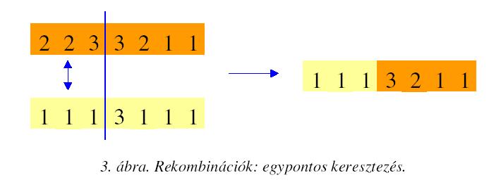 Mutáció: Rekombináció: