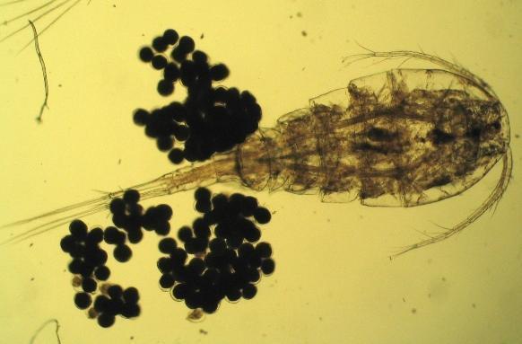 Kimutatott taxonok Crustacea: 3, a terület faunájára új Harpacticoida faj: