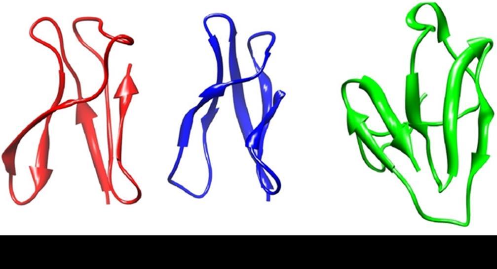 2. Ábra A Penicillium chrysogenum Q176 antifungális protein (PAF, PDB azonosító: 2 KCN), az Aspergillus giganteus MDH 18894 antifungális protein (AFP, PDB azonosító: 1AFP) és a Penicillium