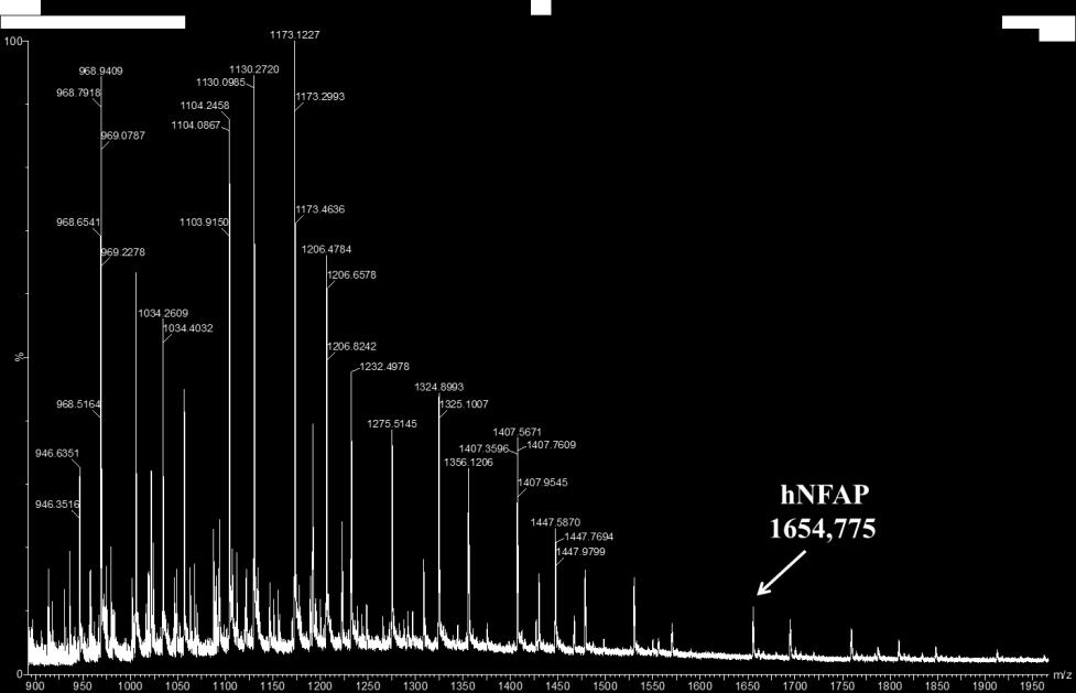 12. Ábra A hnfap tömegspektruma 900 és 1950 közötti m/z tartományban. B: A hnfap tömegspektruma 1655 és 1657 közötti m/z tartományban. A hnfap monoizotópos tömege 1654,775-nek bizonyult.