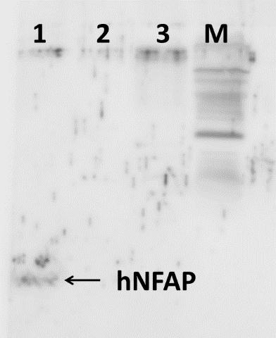 20. Ábra. A hnfap elleni poliklonális antiszérum Western-blot analízise. 1: 100 ng hnfap, 2: 10 ng hnfap, 3: Üres ppiczαa plazmidot hordozó P. pastoris KM71H fermentleve.