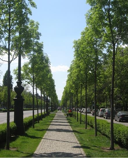 pollen/m3 Kutatás: városi séták (Andrássy út) Városi fasorok