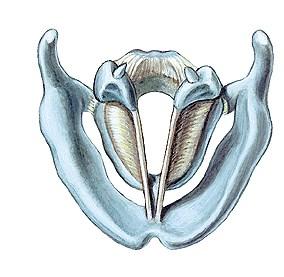 cricothyroideus A hangszalagok hosszát/feszességét befolyásolja