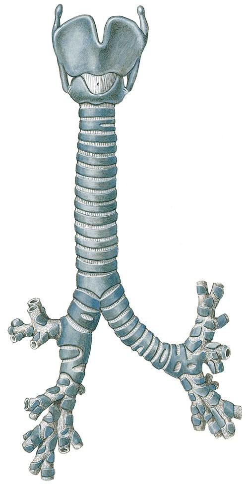 Légcső (trachea) 12-14 cm hosszú, 15-17 mm átmérőjű cső Cartilago crycoideával a lig.