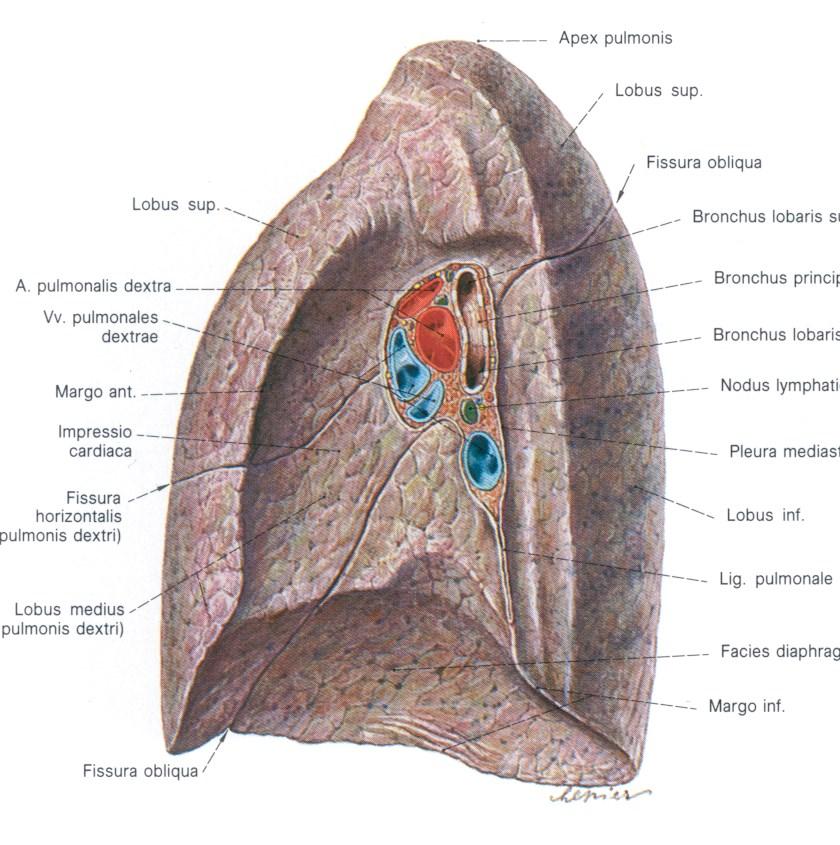 Jobb tüdő Tüdőkapu (hilum pulmonis) Bal tüdő Bronchus