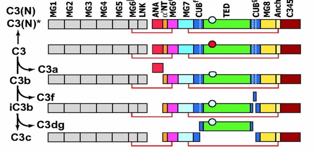 fragmentum és a C3c fragmentum keletkezéséhez vezet, melyek közül az utóbbi, nagyobb fragmentum leválik az aktivátor felszínről. β-lánc (645 aminosav) α-lánc (992 aminosav) 5.