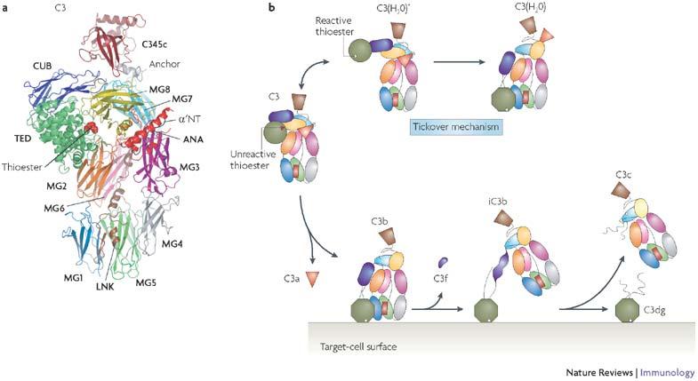 alkalmas. Egy harmadik hasítási lépésben az ic3b-ből (178 kd) kihasad a C3c (137 kd) fragmentum, és az aktiváló felszínhez kötve marad a C3dg (40 kd) fragmentum.