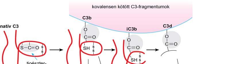 a CR2 az SCR-tartalmú fehérjék családjába tartozik, a CR3 és CR4 a β 2 -integrinek közé sorolható, a C3aR az ópiát-receptor családba tartozik.