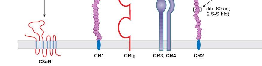 ábra A C3 komplementkomponens kovalens kötődése az antigénhez, a C3- fragmentumok kölcsönhatása C3-receptorokkal (Forrás: Immunológia, Szerk: Erdei Anna, Medicina, 2012.