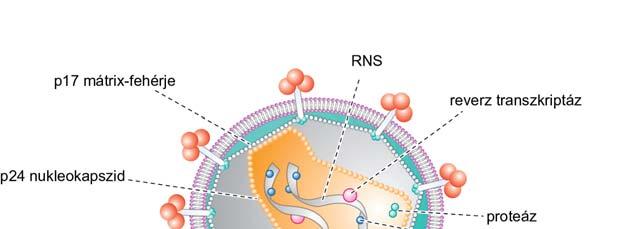 Rap1 G-protein, továbbá a talin, ami az integrin β 2 -alegység citoplazmatikus doménjének NPXY motívumához kapcsolódik [86-88].