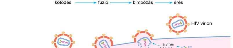 A HIV-1 a retrovírusokra jellemző szerkezettel rendelkezik (9. ábra). Az ikozahedrális külső burkon belül, a nukleokapszidban található a két + szálú RNS genom.