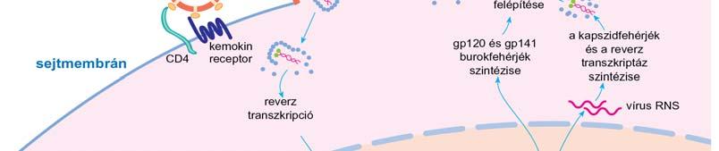 A gp120 sejtfelszíni CD4-hez történő kapcsolódása sztérikus változásokat indukál a gp120-ban, ami lehetővé teszi a targetsejt kemokin receptorához (CCR5/CXCR4), mint koreceptorhoz való kapcsolódást.