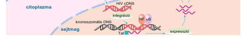 ) A membránfúziót követően a HIV nukleokapszidja bejut a targetsejtbe, és annak citoplazmájában a nukleokapszid fehérjék megemésztődnek, ezáltal hozzáférhetővé válik a virális RNS (10. ábra).