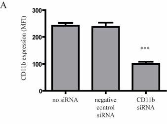 22. ábra. CD11b géncsendesített MDC-k allogén T-sejt aktivációja (A) Kezeletlen, kontroll sirns kezelt és CD11b specifikus sirns transzfektált MDC-ket állítottunk elő.