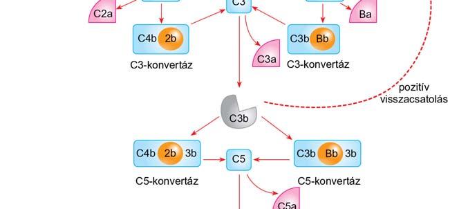 alternatív út C3-konvertázát, a C3bBb*-ot. 1.ábra A komplementrendszer aktiválódásának útjai.