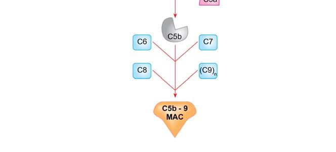 ) Ezután a kaszkád közös úton folytatódik és a felszínre kötődő újabb komplementfehérjék a C5 molekula hasításakor keletkező C5b,