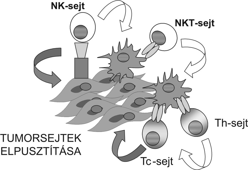 Rajnavölgyi Éva Immungenomika és tumor immunológia meg, csupán az ivarszervekben mutathatók ki, de a tumorképzõdés folyamata során többféle ráksejttípusban is újra aktiválódnak.