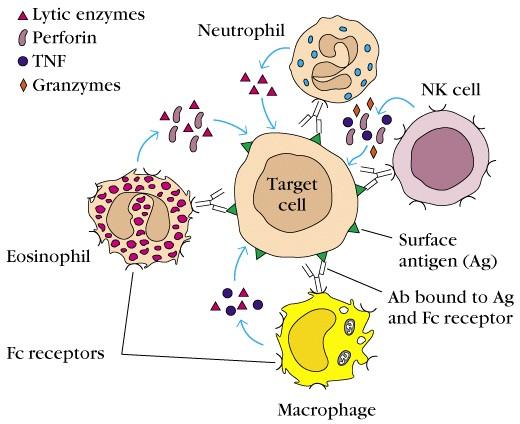 Antitest-dependens celluláris citotoxicitás (ADCC) Antitest kapcsolja a nemspecifikus citotoxikus sejteket a