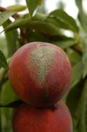 Kórokozó Monilinia fructicola