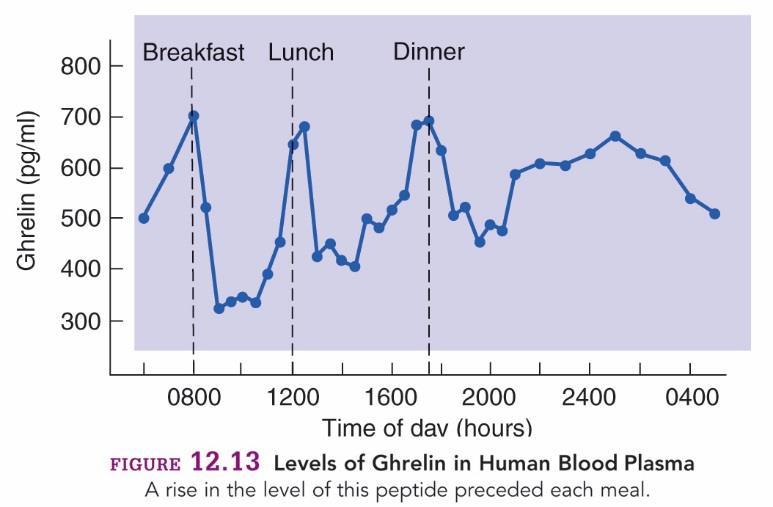 Ghrelin szint emberben a napi étkezési ciklus során: szintje