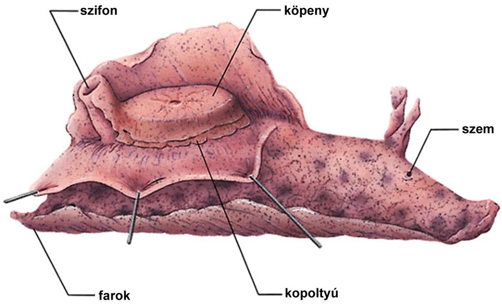 Egy tengeri meztelencsiga, az Aplysia (tengeri nyúl), és a kopoltyú visszahúzási reflexe Szifon érintésére a kopoltyú