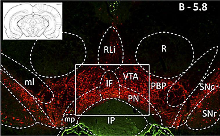 Dopamin neuronok a középagyban VTA: ventral tegmental area; SN: substantia nigra; IP: interpeduncular nucleus; R: red