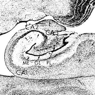 A formatio hippocampalis rétegei és régiói A hippocampus régiói: CA1, CA2,