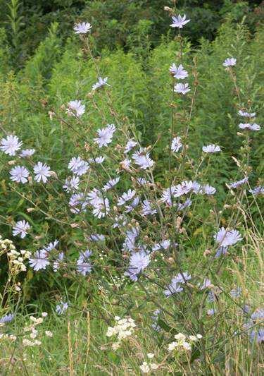 Mezei katáng (Cichorium intybus) 60-100 cm magas, ágas, karógyökerű, érdes szárú évelő Alsó levele ékvállú, kacúros, a felső szíves, nyilas vállú Kék szirmú virágai