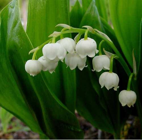Májusi gyöngyvirág (Convallaria majalis) -Egyéb nevei: májusi gyöngyvirág -Család: Liliaceae -Drog: Convallariae folium, Convallariae