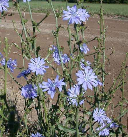 Mezei katáng (Cichorium intybus) -Egyéb nevei: katángkóró, cikória -Család: Asteraceae -Drog: Cichorii radix,