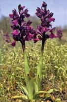 Agárkosbor (Orchis morio) Virágzás: április-május-június Méret: szára 8 20 cm magas Élőhely: