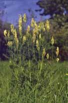 Érdes csűdfű (Astragalus asper) Virágzás: június-szeptember Méret: 50-100cm