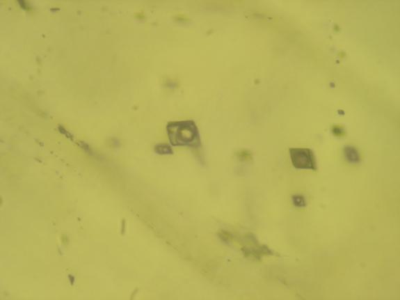 Rm-73-47) 50 µm 25 µm 5.