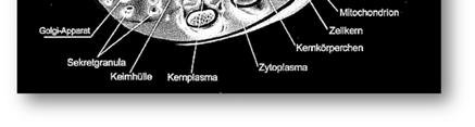 organellumok citoszkeleton: 1-2% térfogatarány a sejten belül?